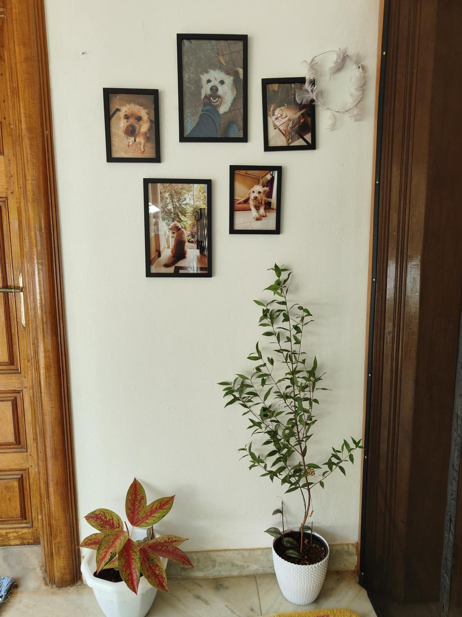 Shamak Homestay Varkala Exterior photo